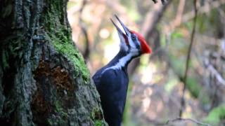 Pileated Woodpecker pecking and calling [upl. by Ecirpak]