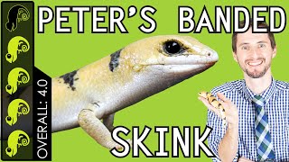 Peters Banded Skink The Best Pet Lizard [upl. by Lilaj]