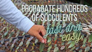 The Easiest and Fastest way to Propagate HUNDREDS of Succulents [upl. by Netsua251]