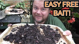 How To Collect Worms For Fishing  The Easy way Video 172 [upl. by Keir]