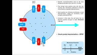 Graded Potentials EPSPs IPSPs amp Summation [upl. by Essirahs324]