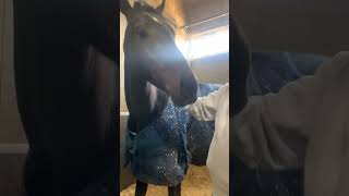 Unwind With Equine Massage Therapy [upl. by Gad634]