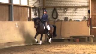 Abrodite 11yearold FEI Dressage horse for sale [upl. by Marte258]