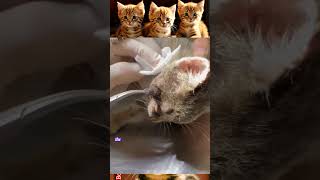 Removal of flying larvae on the chin of a gray kitten with great pain removal [upl. by Adohr]