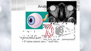 Optic nerve anatomy [upl. by Robillard]