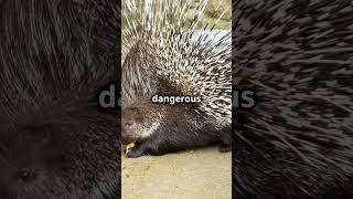 5 Mind Blowing Porcupine Facts You Wont Believe facts fascinatingwildlife animals [upl. by Ahsenot883]