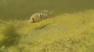 Gymnogeophagus meridionalis in outdoor pond [upl. by Chapen467]