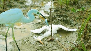 The Best Bird Trap Heron  How To Hunting Heron  Awesome Quick Birds Trap [upl. by Novar]