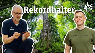 Rekordhalter im Reich der Bäume  Wohllebens Waldakademie  Peter Wohlleben amp Tobias Wohlleben [upl. by Nomi]