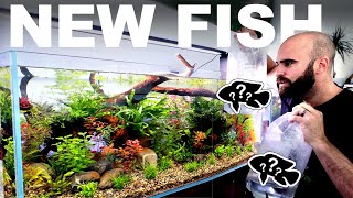 INSANE NEW FISH 4ft No Filter Aquarium [upl. by Rue]