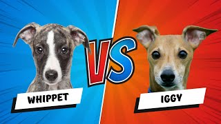 Italian Greyhound vs Whippet Dog Which is Better Dog vs Dog [upl. by Elyrrad]