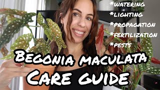 The COMPLETE How to care for Begonia maculata Wightii [upl. by Ainimre]