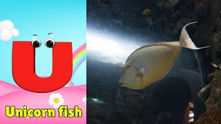 Sea Animals ABC Song for Toddler  Phonics for Kids  Alphabet Letters [upl. by Libnah986]