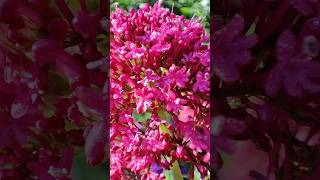 Centranthus ruber arbusto de bajo consumo hidrico y de hermosa floración jardineríasostenible [upl. by Terr]