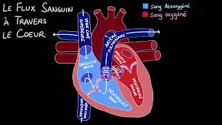 La circulation sanguine dans le cœur [upl. by Ecnal817]