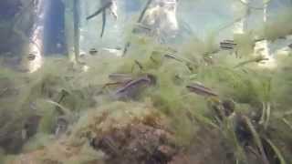 Apistogramma sp in the habitat [upl. by Anihc]