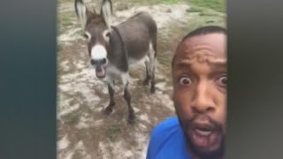 Singing donkey goes viral [upl. by Esinehs]