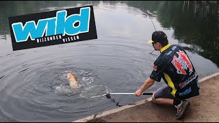 Goldforellen Livebiss bei WILD NL  HERAKLES Trout Area Germany [upl. by Luapnaes]