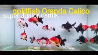 GOLDFISH ORANDA ROSETAIL CALICO [upl. by Lamee]