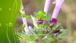 Erboristeria Video per Riconoscere Erbe Piante e Fiori di Primavera  Erboristeria Dulcamara [upl. by Encratia]