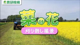 農研機構 東北農業研究センター 菜の花の刈り倒し風景 [upl. by Christi]