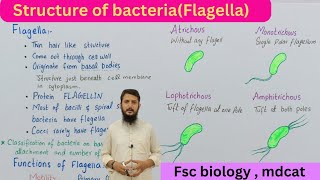 Flagella and their functions  bacterial cell structure  class 11 [upl. by Bergeman]