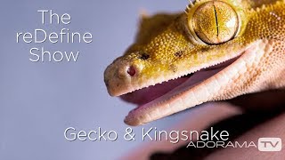 Crested Gecko and Scarlet King Snake The reDefine Show Animal Edition With Tamara Lackey [upl. by Whelan252]