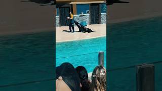 Sea Lions 9🦭Sea World🦈San Diego 2024🐬sealions sandiego familyru seaworld short animals [upl. by Llertnad]