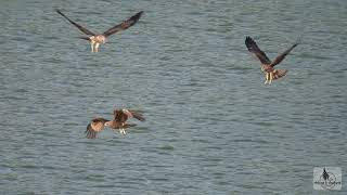 Brahminy Kite juvenile flying and catching fish [upl. by Hardin647]