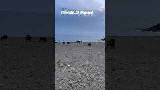 Cinghiale da spiaggia  A Savona esiste [upl. by Pryor]