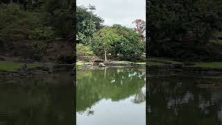 Liliuokalani Gardens in Hilo hilohawaii [upl. by Airamas970]