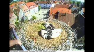 Beringung im Storchennest in Höchstadt adAisch 06062014 [upl. by Nnayelhsa]