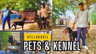 Vellakovil Dogs Kennel🐕‍🦺  Puppies for Sale🐕✨ Pets Boarding Available💥 Tamil Vlog‼️✨ [upl. by Silvia112]