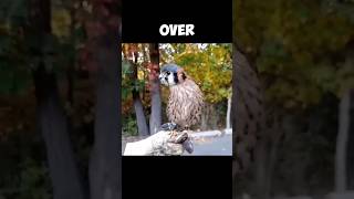 The Amazing American Kestrel  Masters Of Head Stabilization 😲 [upl. by Irra]