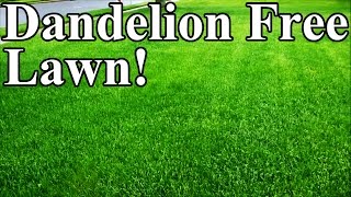 How to properly remove a dandelion from your lawn [upl. by Clawson]