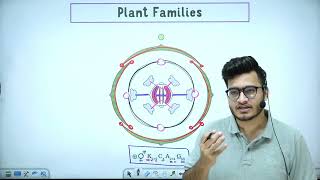 L7 Plant Families Fabaceae Solanaceae amp Liliaceae  Morphology in Flowering Plants 11th Class [upl. by Huoh]