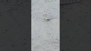 LIZARD ATTACK ON THE SLAMANDAR newanimalsshortsviralshortvideoshotslizardsalmankhanamazing [upl. by Delanty723]