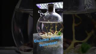 Enclosed shrimp ecosystem Buy with link in bio ♥️ shrimp shrimptank ecosystem aquarium [upl. by Reitrac485]