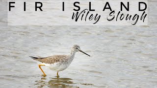 Greater Yellowlegs amp Longbilled Dowitcher  Bird Watching at Wylie Slough on Fir Island Washington [upl. by Iruj]