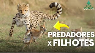 10 Momentos Incríveis De Predadores Caçando Filhotes [upl. by Ian723]