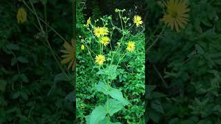 Cup Plant Silphium perfoliatum in Sunflower Family Asteraceae  Observed in Description [upl. by Sixel]