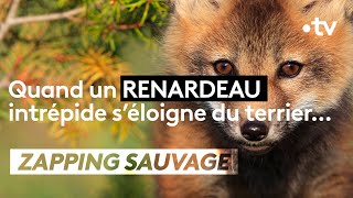 Un renardeau saventure en dehors de son terrier à ses risques et périls  ZAPPING SAUVAGE [upl. by Ennaeilsel]