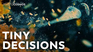 How Do Microbes Make Decisions [upl. by Dawaj138]