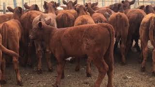 AuctionsPlus Cattle Sale  Friday 3rd December 2021 [upl. by Artim962]