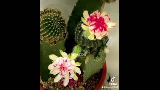 Lobivia cactus [upl. by Landau]