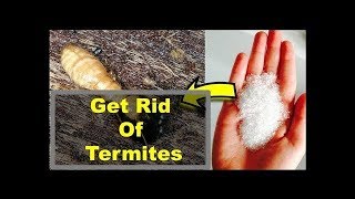 How to get rid of termites naturally in home furniture without chemicals Best Home Remedies [upl. by Derr198]