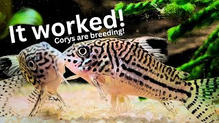 Unbelievable Results of Cory breeding project Cory eggs amp fry [upl. by Audras]