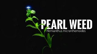 PEARL WEEDHow to plant Hemianthus micranthemoides the other way [upl. by Sparkie]