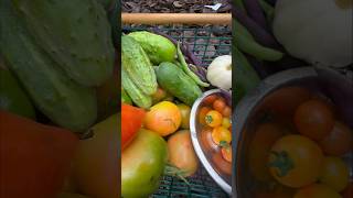 Garden harvest with tiny white pumpkins 🎃  August 8 2024  Connecticut zone6b [upl. by Hamilah]