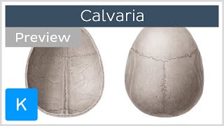 Calvaria Structural Anatomy preview  Human Anatomy  Kenhub [upl. by Cicero322]